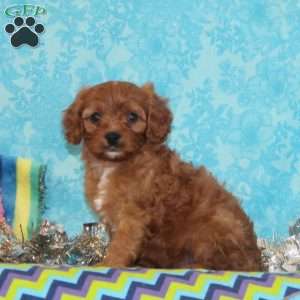 Bobolink, Cavapoo Puppy